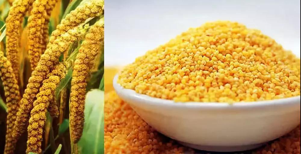 【華夏粟糧】谷物復興，每一個國人的使命！